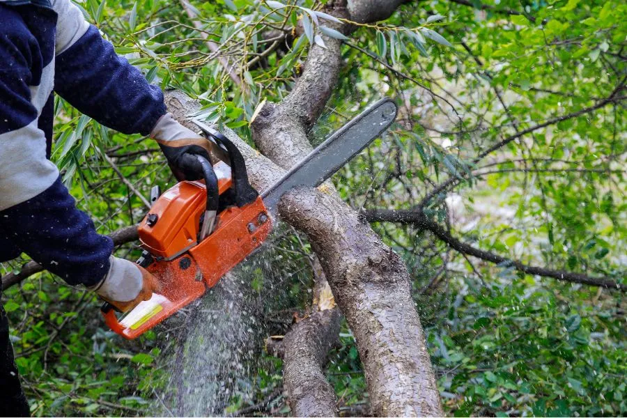 branch cutting