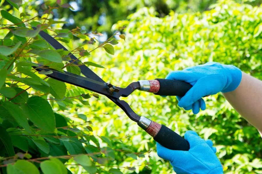 shrub cutting